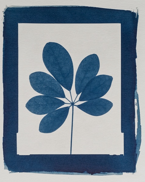 cyanotype_01.jpg