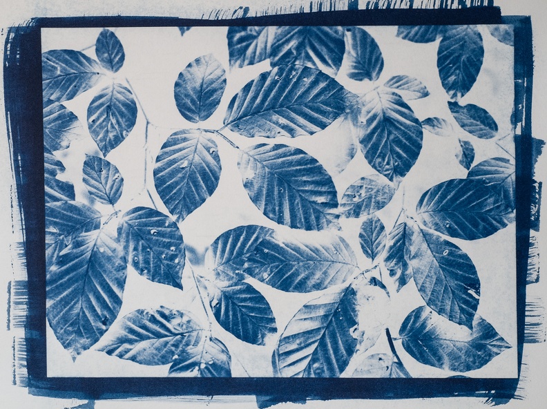 cyanotype_03.jpg