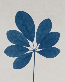 Cyanotype #3 (crop)